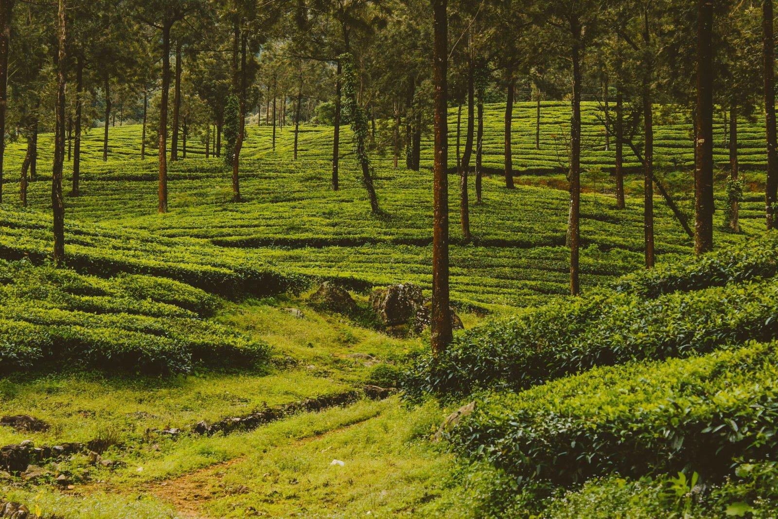 Kerala Tour Packages From Delhi